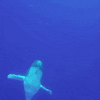 whale